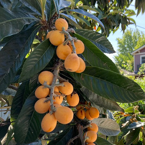 시간을 담은 선물, 비파나무 묘목 5년생과의 만남 비파나무