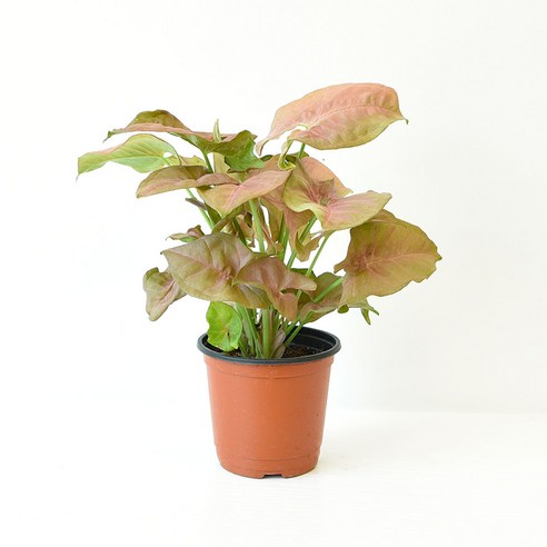 실내공기정화식물 관엽식물 미세먼지제거 율마 스투키, 핑크싱고니움, 1개 Best Top5 실내공기정화식물 관엽식물 미세먼지제거 율마 스투키, 핑크싱고니움, 1개 Best Top5