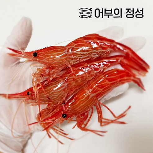 [어부의정성] 활 독도새우 꽃새우 500g, 1개