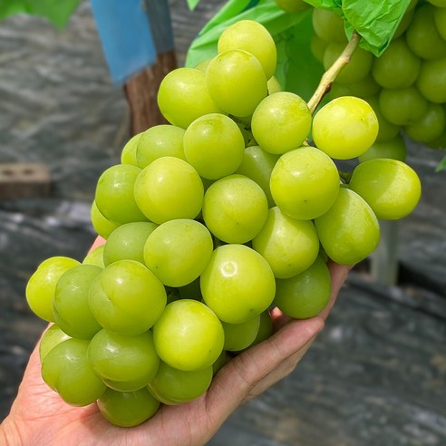 샤인머스켓 500g 1kg 2kg, 1개, 샤인머스켓 1kg/2송이