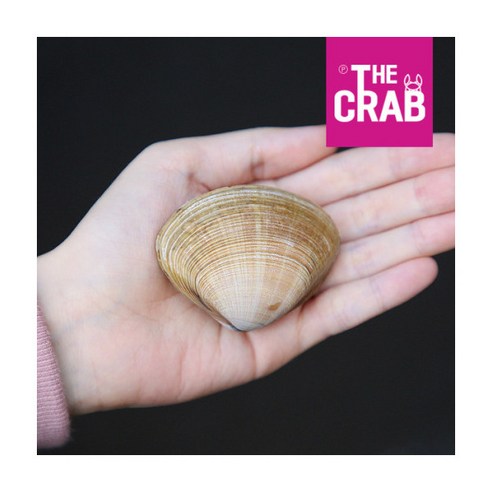 서해의 신선하고 영양가 있는 명주조개