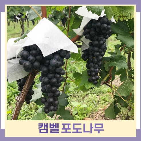 포도나무 켐벨 4치포트 묘목 3개 캠벨포도