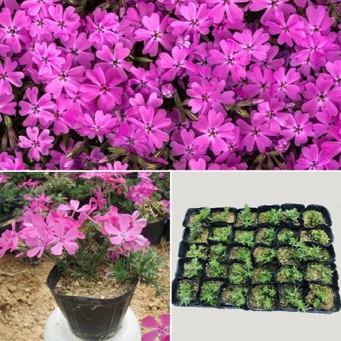 [OKㅣ강추] 꽃마다 이야기를 담은 야생화의 아름다움 키우기: 꽃잔디 꽃모종 소개 [OKNOWㅣ추천상품]