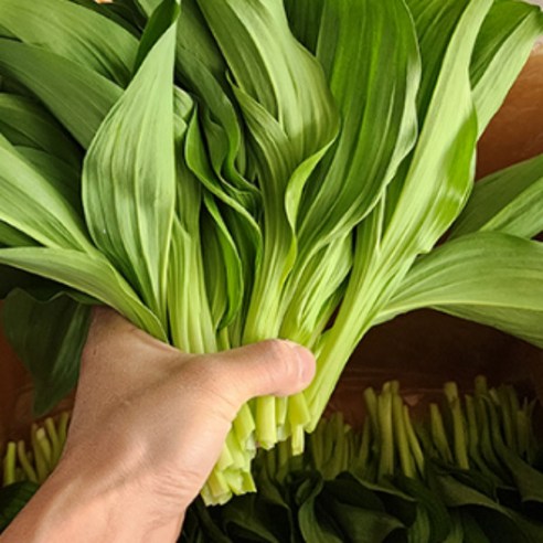 강원도 무농약 인증 제철 명이나물 1kg, 1개