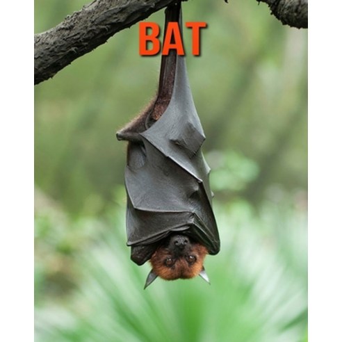 Bat: Fun Learning Facts About Bat Paperback, Independently Published, English, 9798693925229