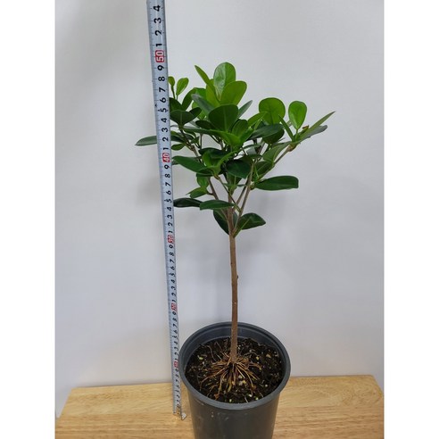 우리집에 숲을 들이다, 봄봄 프랑스 고무나무