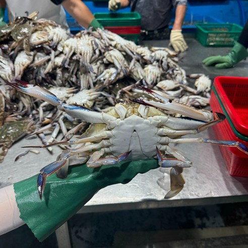 서해안 태안 앞바다 숫꽃게 1kg (3-5미), 1개