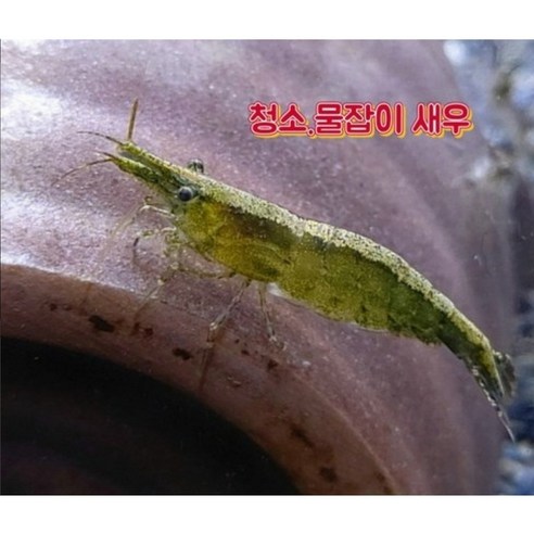 어항 속 골칫거리, 청소는 이제 맡기세요! (feat. 물잡이 꿀팁) 관상용새우