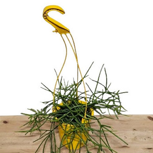 립살리스 행잉 하나로, 삭막한 공간을 싱그럽게!