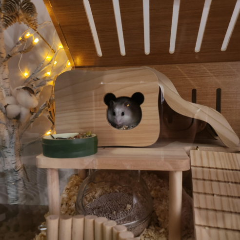 햄스터에게 최적의 공간