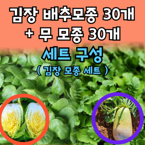 모두다팜농자재 김장 배추모종 30개 + 무 모종 30개 세트 김장모종 무모종 불암플러스 모종 
원예/가드닝