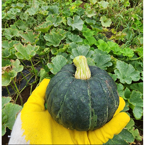 달콤함이 필요한 순간 제주빛가람 보우짱