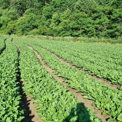 자연의 싱그러움을 담은 채소애 국내산 초롱무, 식탁을 풍성하게!