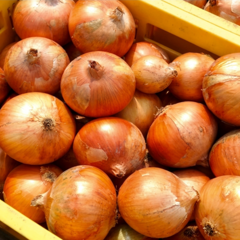 (당일경매) (당일발송) 국내산 햇 양파 (중사이즈,제철 창녕 양파), 1개, 10kg(중)