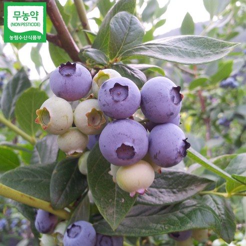 초록사랑 무농약 국산 블루베리 냉동생과 (특품), 1개, 2kg(특품)