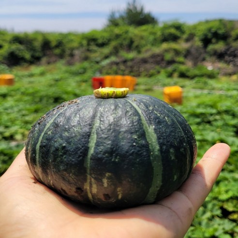 첫 수확 무농약 GAP 인증 탐나 제주 미니단호박 보우짱 10kg 내외, 1박스, 제주 미니단호박 3kg