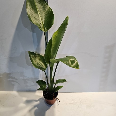 삭막한 일상에 싱그러움을 더하는 키 큰 여인초 극락조, 당신의 공간에 힐링을 선물하세요.