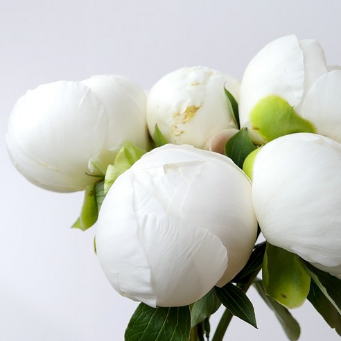 [오케이나우ㅣ인기상품] 향기로운 사랑의 메시지: 로즈온리 작약 화이트 한단 생화택배 [OKNOWㅣ추천상품]