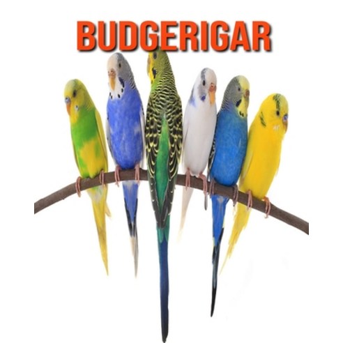 Budgerigar: Incredible Pictures and Fun Facts about Budgerigar Paperback, Independently Published, English, 9798694538862