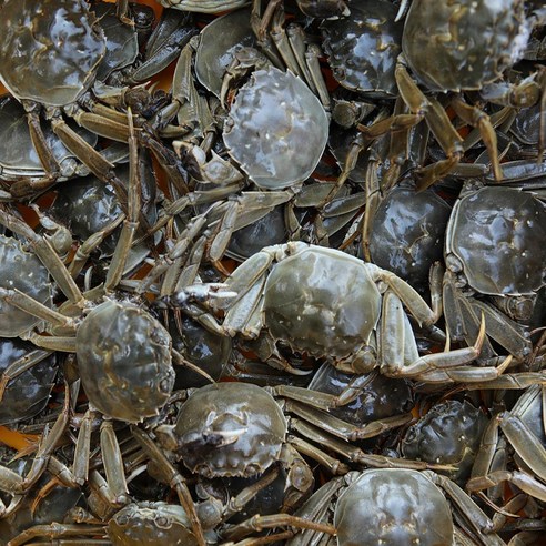 꿀맛컴퍼니 민물 참게 (알가득 암컷) 특대 (냉동), 1kg, 대, 1개, 1kg 내외