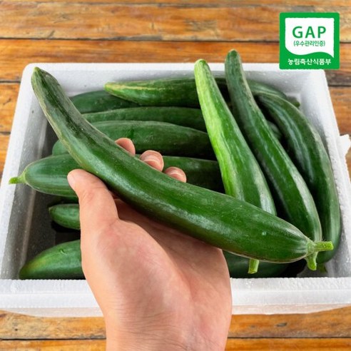 단맛 나는 클로렐라 못난이 미인오이 오이지 스낵 피클용 1.5kg 3kg 5kg, 1.5kg (10~15개), 1개