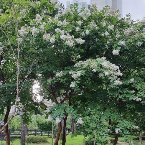 여름 정원을 수놓는 순백의 미, 배롱나무 목백일홍