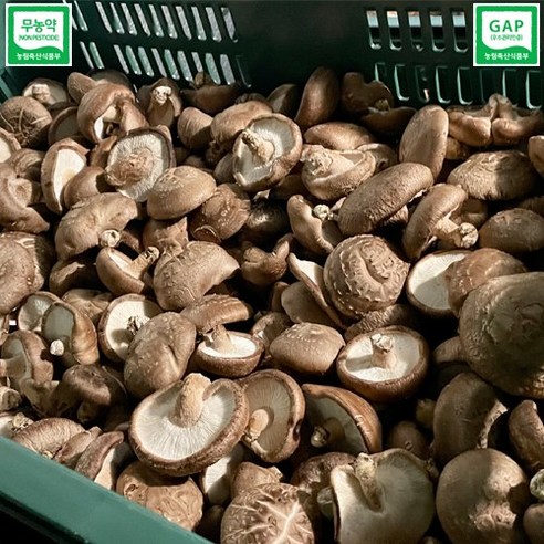 신선한 풍미를 즐기세요: 생표고버섯 대용량으로 건강한 식사를 만드세요!