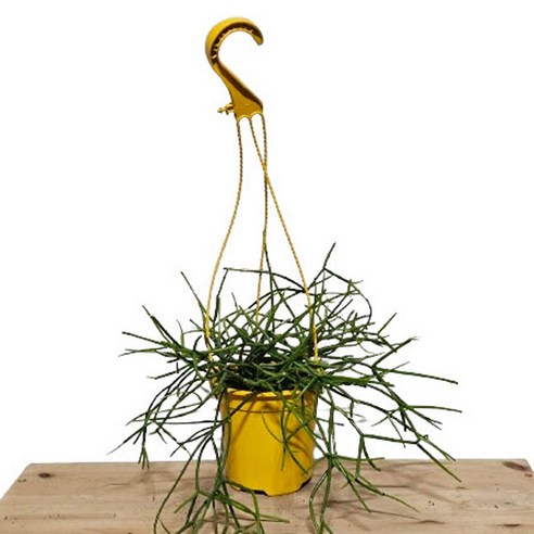 축 늘어진 잎, 삭막한 공간에 생기를 불어넣는 마법! 립살리스 행잉 솔직 후기 립살리스