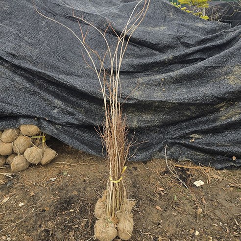 착한 가격으로 싱그러움을 집 안에, 나무생각 고광나무
