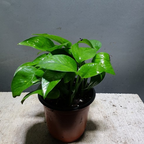 이삭 스킨답서스로 실내 공기를 정화하고 건강한 삶을 시작하세요.