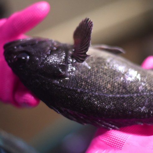 "오늘 저녁, 근사한 우럭 한 상 어때? 칼질 서툰 당신도 셰프처럼!" 우럭