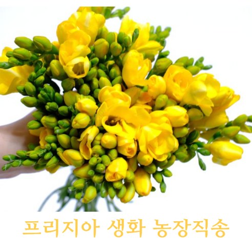 농부가 키운 프리지아 생화 30대 50대 후리지아 농장직배송 태안꽃농장 꽃농장직배송 필랑말랑, 프리지아: 30대옐로, 1개 꽃집청년들 Best Top5 농부가 키운 프리지아 생화 30대 50대 후리지아 농장직배송 태안꽃농장 꽃농장직배송 필랑말랑, 프리지아: 30대옐로, 1개 꽃집청년들 Best Top5