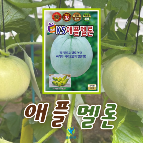 KS애플멜론 씨앗 (10립) 종묘 종자 애플멜론 멜론 씨 영웅 KS, 1개