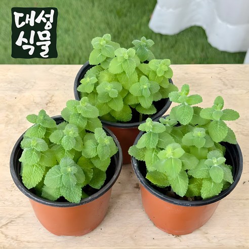 팍팍한 일상에 향긋한 쉼표를! 애플민트 키우기 도전 후기 허브종류