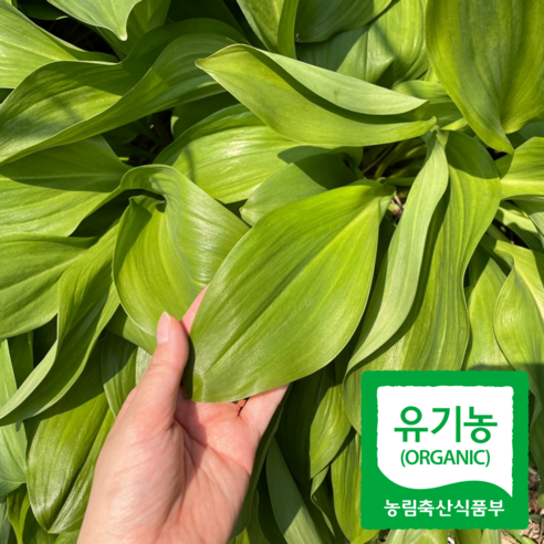 [시즌 마감 특가 할인] 잎명이1KG 16,990원 생명이나물 산마늘 유기농 고랭지  강원 홍천 내면(운두령)