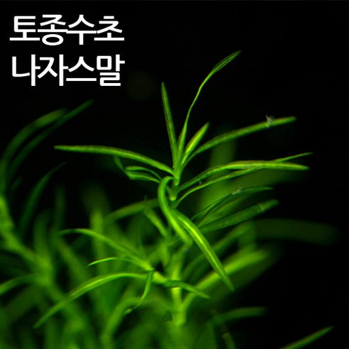 "어항에 생명을 불어넣고 싶지만… 뭘 심어야 할지 막막하신가요?" 초보 물생활러를 위한 나자스말 솔직 후기 나자스말