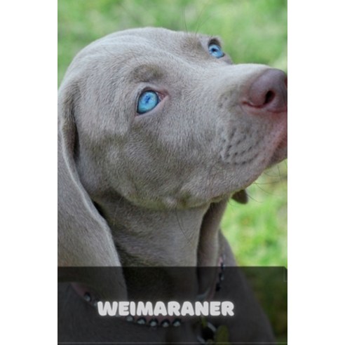 (영문도서) Weimaraner: Complete breed guide Paperback, Independently ...