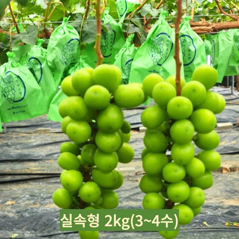 샤인머스캣 프리미엄 고당도 망고포도 수출용 가정용 2kg 4kg, 1개, 실속형 1kg(1~2수)