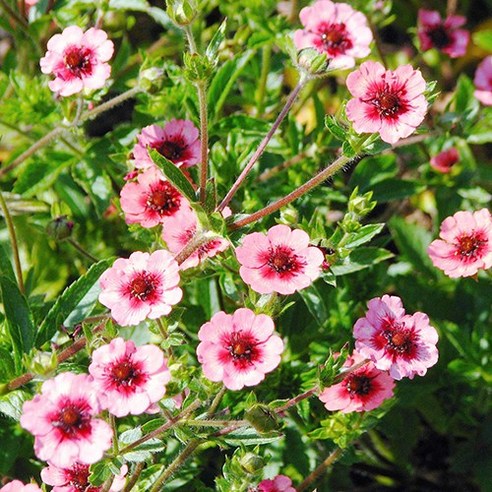 모야모 꽃씨로 네팔양지꽃 쉽게 재배하기