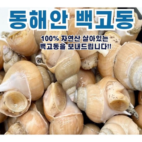 백골뱅이 백고동 백골뱅이탕 통골뱅이 생골뱅이 손질 제철 밀키트, 1개, 중소(35-40미)