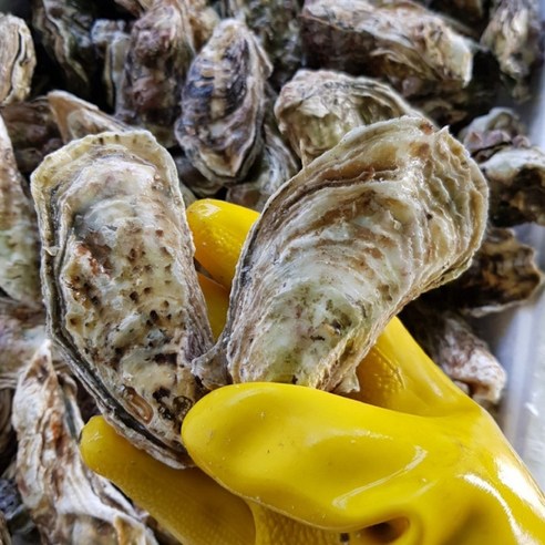 깔끔하고 신선한 통영산 석화굴