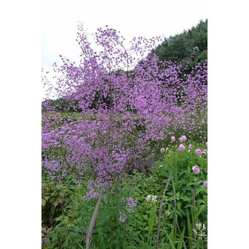 금꿩의다리 모종으로 시작하는 나만의 작은 숲