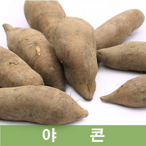 두리반농산 야콘 5kg 10kg(상) - 생식 (사이즈다양) 아삭아삭, 1개