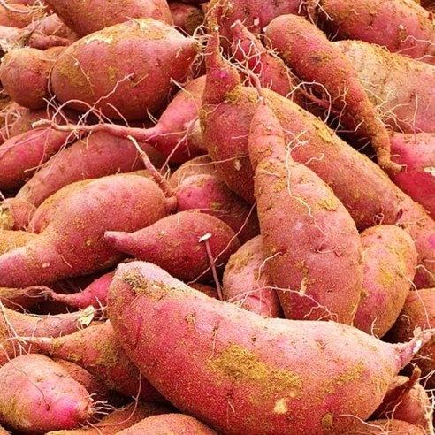 해남 꿀 고구마 한입 못난이 비세척 산지직송, 고구마 한입 3kg 내외 (비세척), 1개
