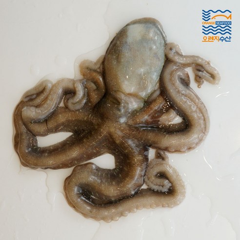 해남 뻘낙지로 만든 맛있는 구이와 탕