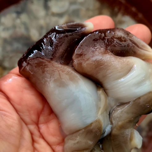 오늘 저녁, 쫄깃탱글 여수 새조개 샤브샤브로 특별한 만찬을 즐겨보세요!