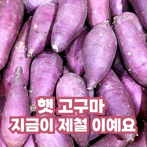 산지직송 24년 햇 황토 꿀밤고구마, 1개, 2kg 중