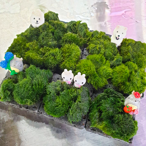 밋밋한 어항을 나만의 작은 정원으로, [수초킹] 모스볼 활착판