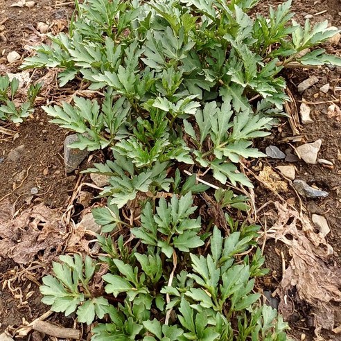 정원의 숨겨진 보석, 삼잎국화 겹꽃으로 피어나는 풍요로운 아름다움