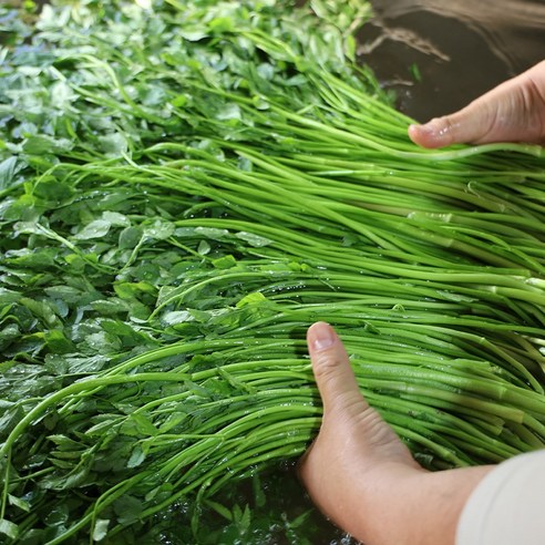 산지로드 동곡 세척 미나리 당일수확, 1개, 1kg